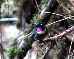 Heliangelus amethysticollis