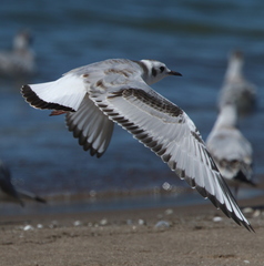 Chroicocephalus philadelphia