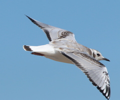 Chroicocephalus philadelphia