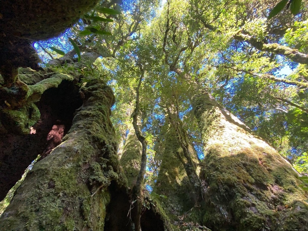 Australian beech from Lamington National Park, O'Reilly, QLD, AU on ...