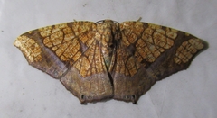 Nematocampa completa