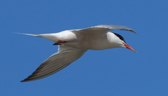 Sterna hirundo