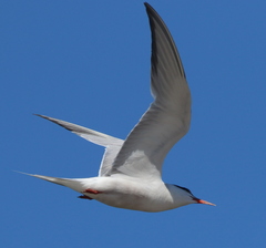 Sterna hirundo