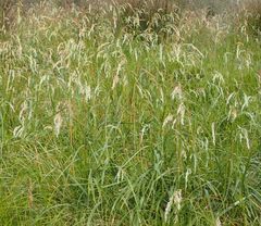 Anthoxanthum redolens