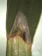 Anthoxanthum redolens