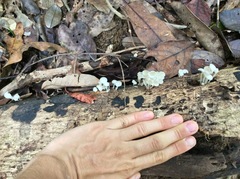Filoboletus