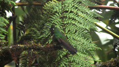 Heliangelus amethysticollis