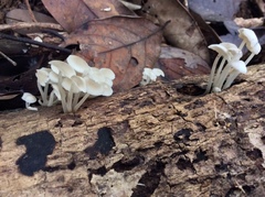 Filoboletus