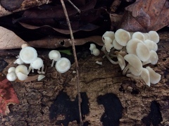 Filoboletus