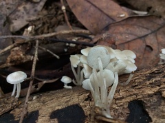 Filoboletus