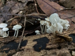 Filoboletus
