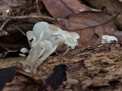 Filoboletus