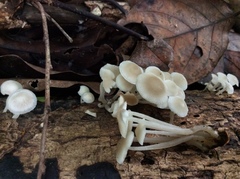 Filoboletus