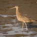 Long-billed Curlew - Photo (c) Ryan Jones, some rights reserved (CC BY-NC), uploaded by Ryan Jones