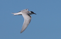 Sterna hirundo
