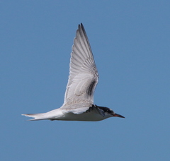 Sterna hirundo