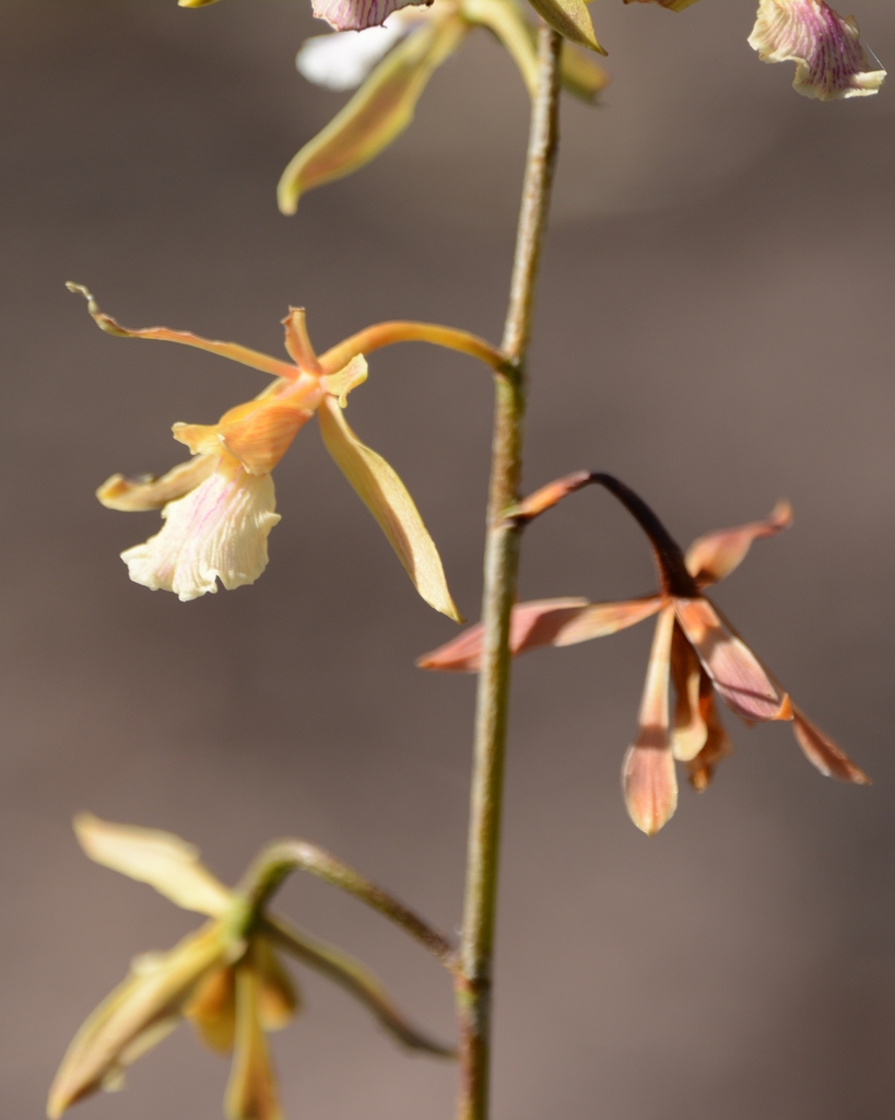 Encyclia xerophytica Pabst