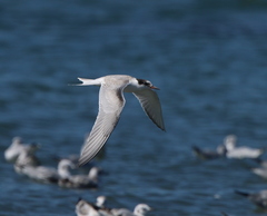 Sterna hirundo