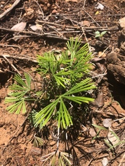 Actiniopteris dimorpha dimorpha