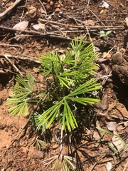 Actiniopteris dimorpha dimorpha