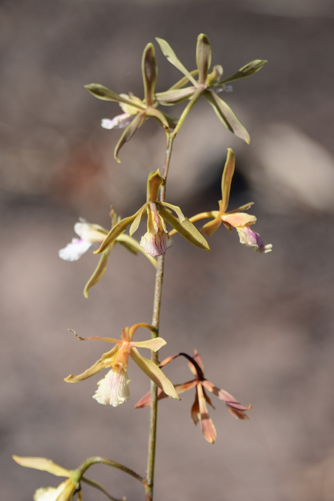 Encyclia xerophytica Pabst 2