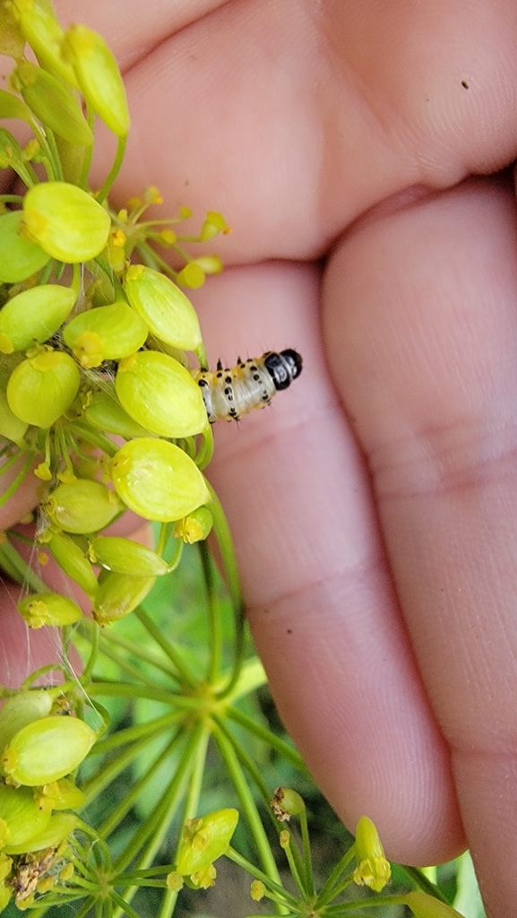 Parsnip Webworm