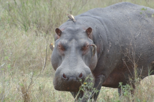 Yellow-billed Oxpecker