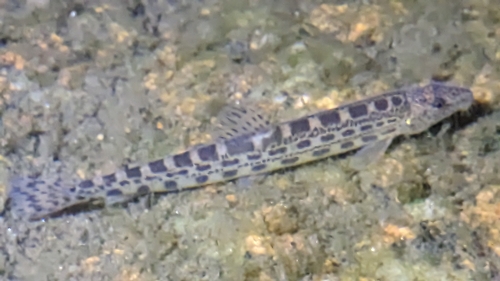 Atlantic Spined Loach