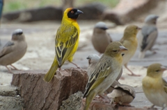 Ploceus vitellinus