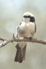 Eurocephalus ruppelli