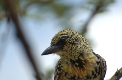 Trachyphonus darnaudii usambiro