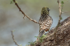 Trachyphonus darnaudii usambiro