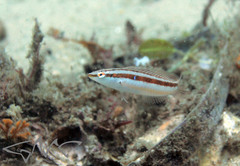 Suezichthys devisi