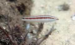 Suezichthys devisi
