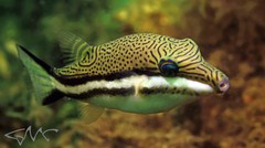 Canthigaster callisterna