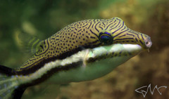 Canthigaster callisterna