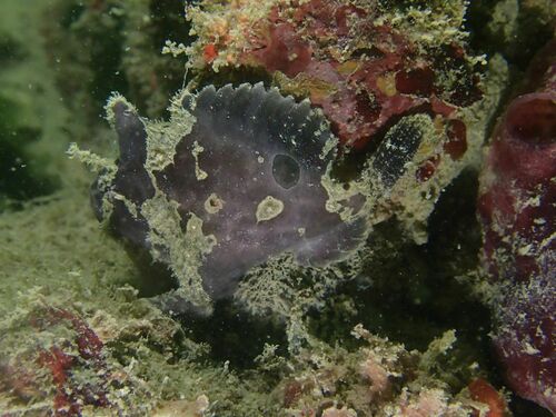 Spotfin frogfish (Antennatus nummifer) — Antennariidae — 5
