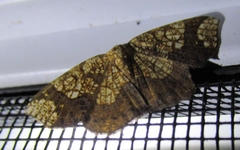 Nematocampa completa