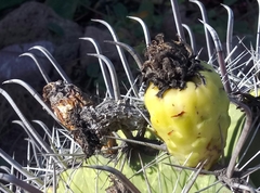 Ferocactus herrerae