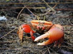 Tubuca arcuata image