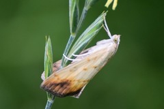 Evergestis extimalis