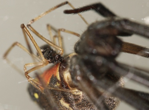 Brown Widow, Los Angeles County, US-CA, US, photo 7 of 10