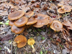 Cortinarius thiersii