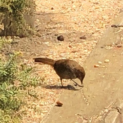 Dasyornis broadbenti