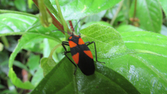 Oncopeltus orourkeae