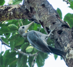 Mulleripicus pulverulentus