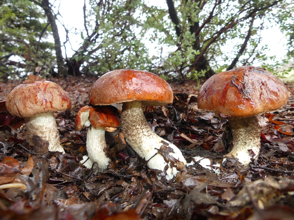 Manzanita bolete