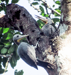 Mulleripicus pulverulentus