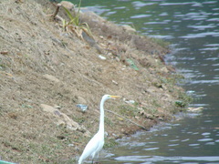 Ardea alba