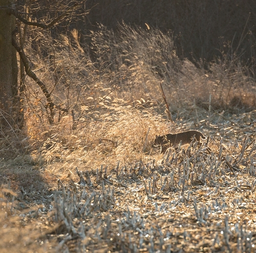 Bobcat photographed in Illinois